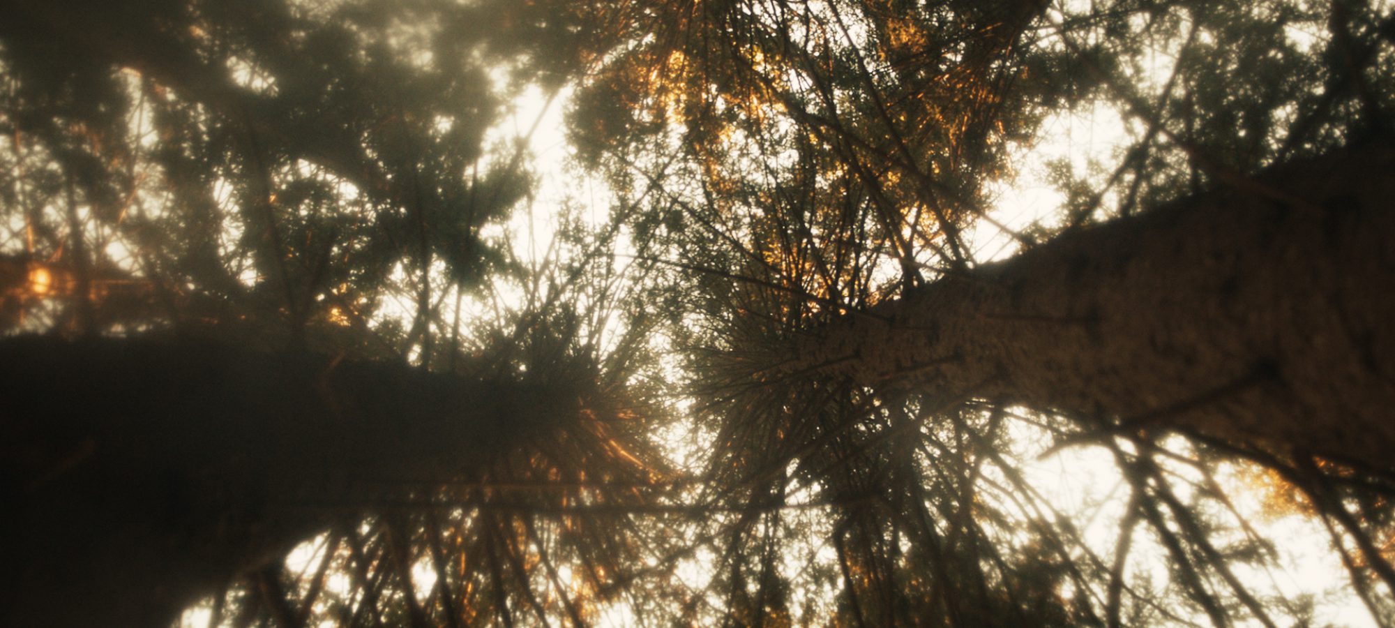 F32_709__1.133.1